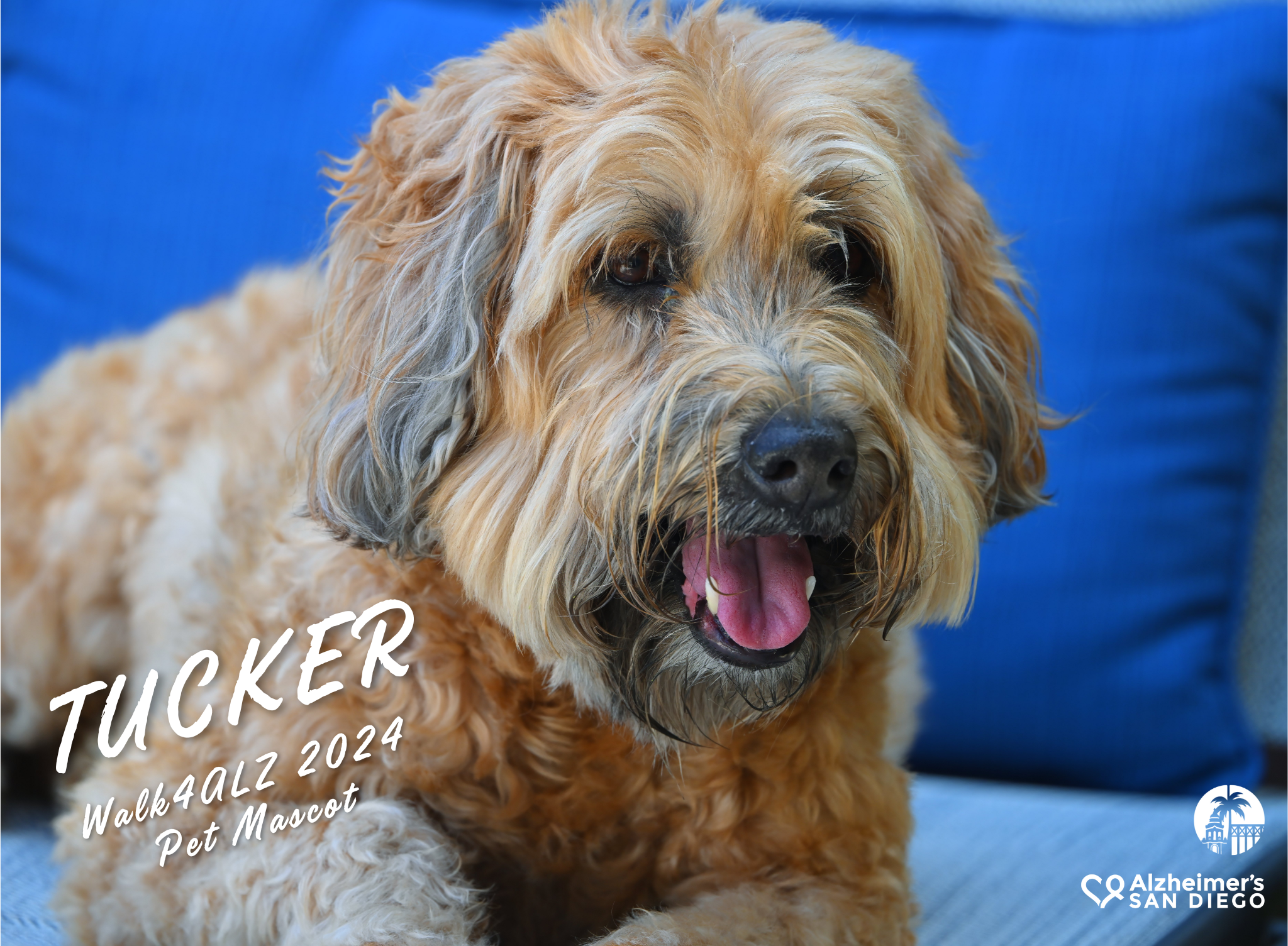 Meet the Walk4ALZ 2024 Pet Mascot, Tucker!